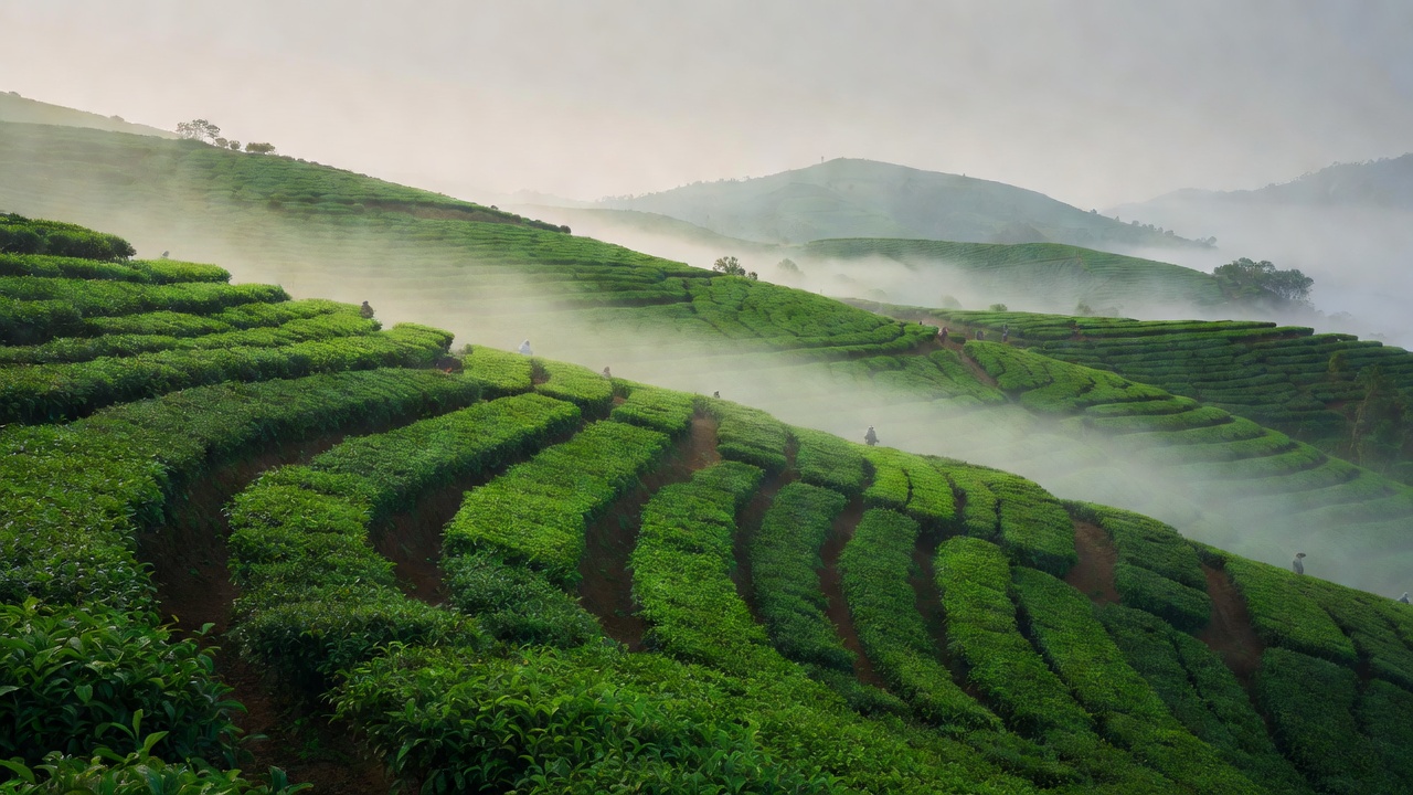 Lush green tea plantation terrace misty morning in Nuwara Eliya